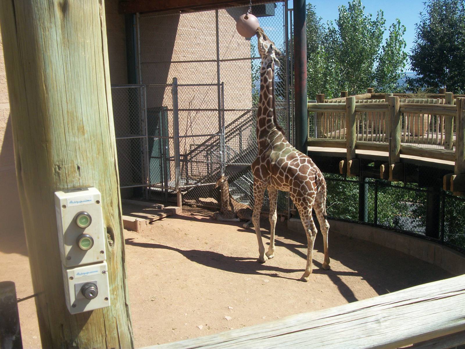 Newly Born Giraffe in fraternity yard -CMZ July 2012