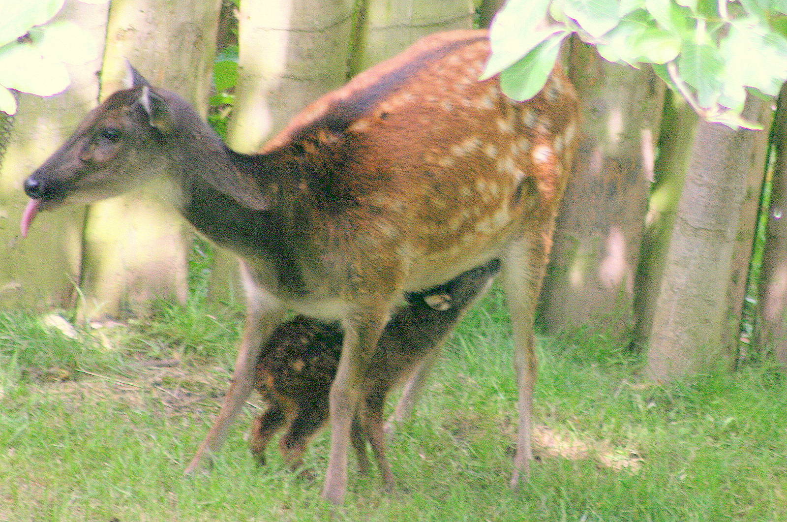 Newly born Prince Alfred's deer; Chester; 23rd June 2012