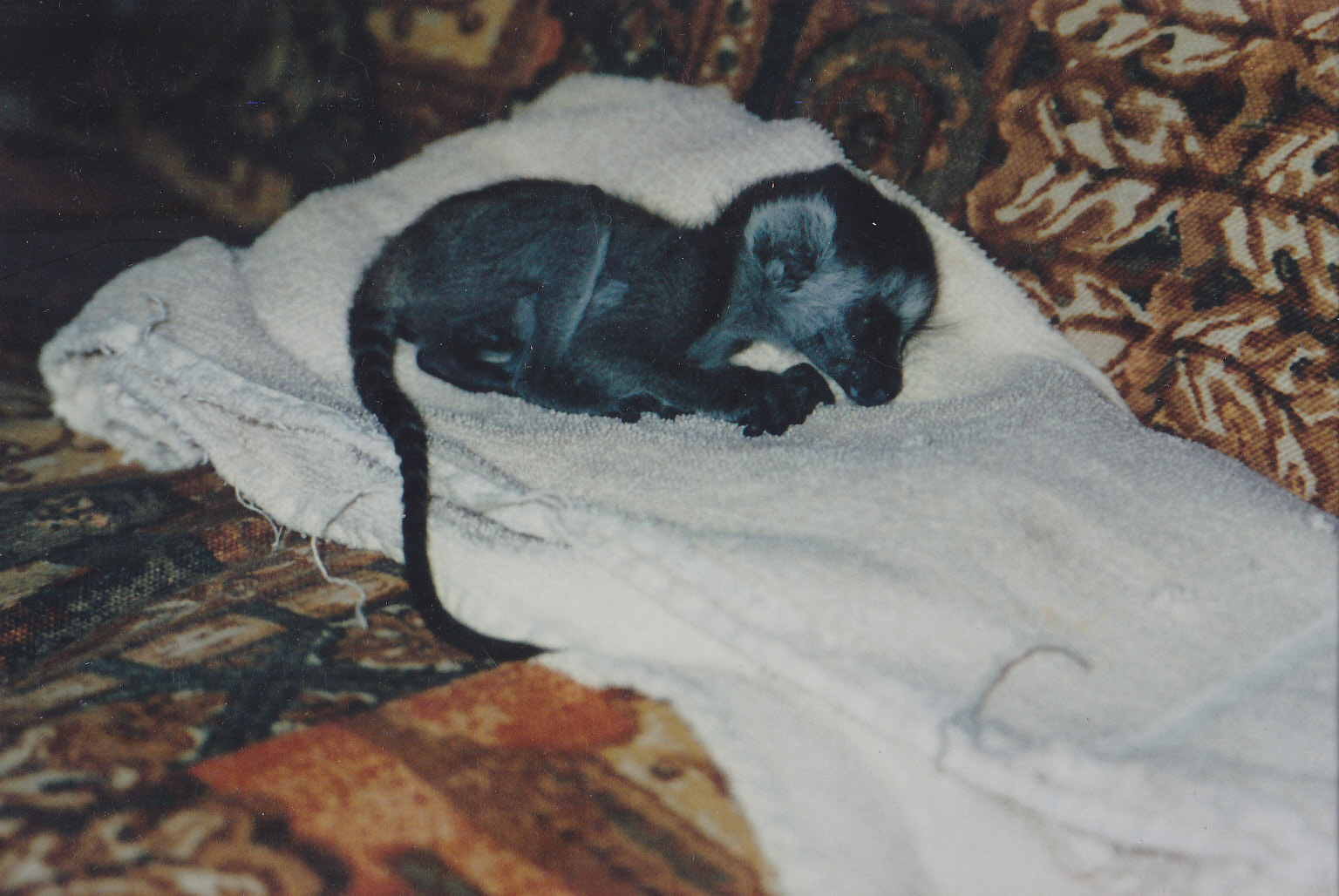 Newly born Ring-tailed lemur