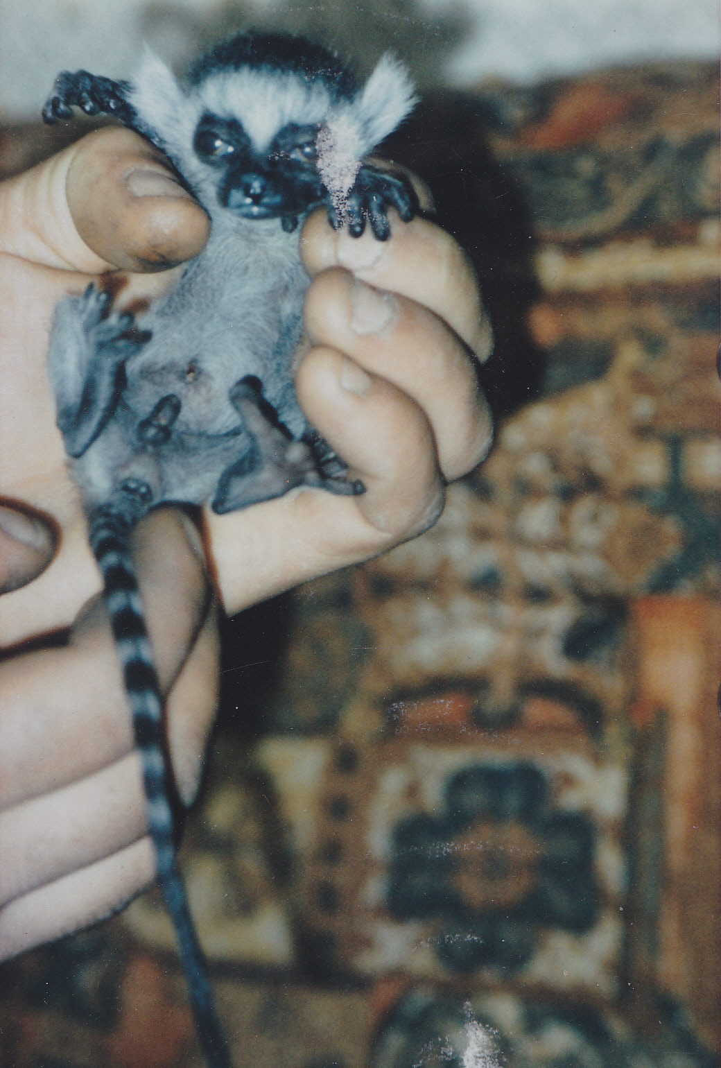 Newly born Ring-tailed lemur