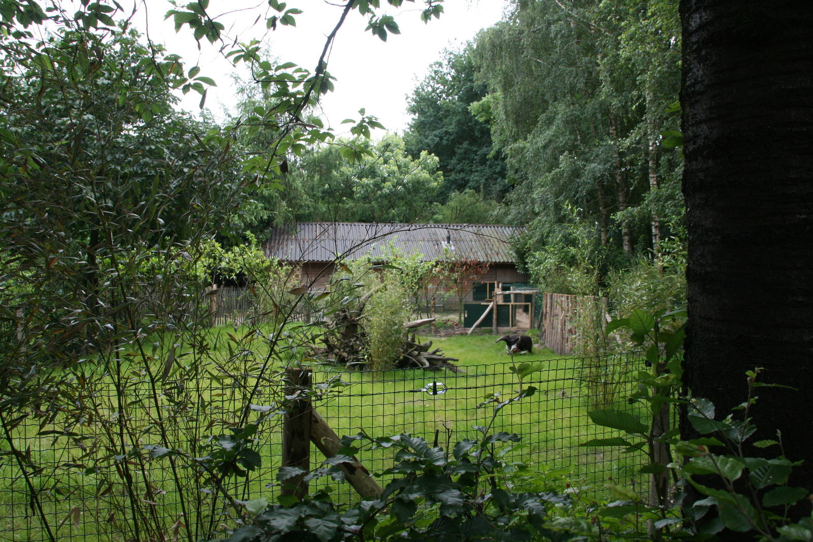 newly build seccond giant anteater enclosure