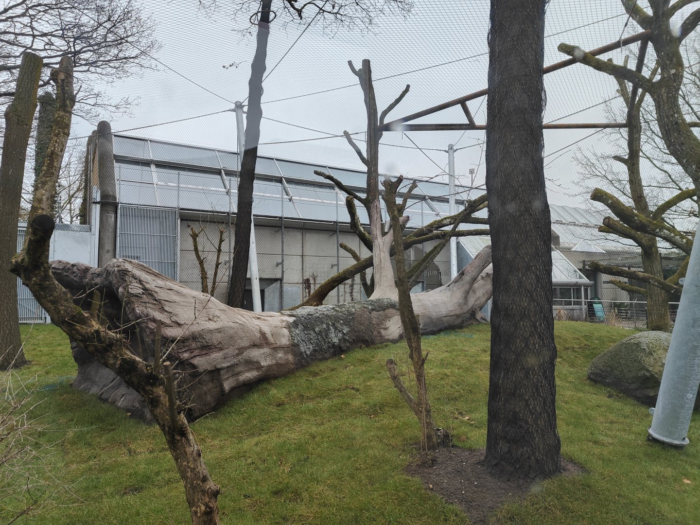 Newly built chimpanzee outdoor enclosure