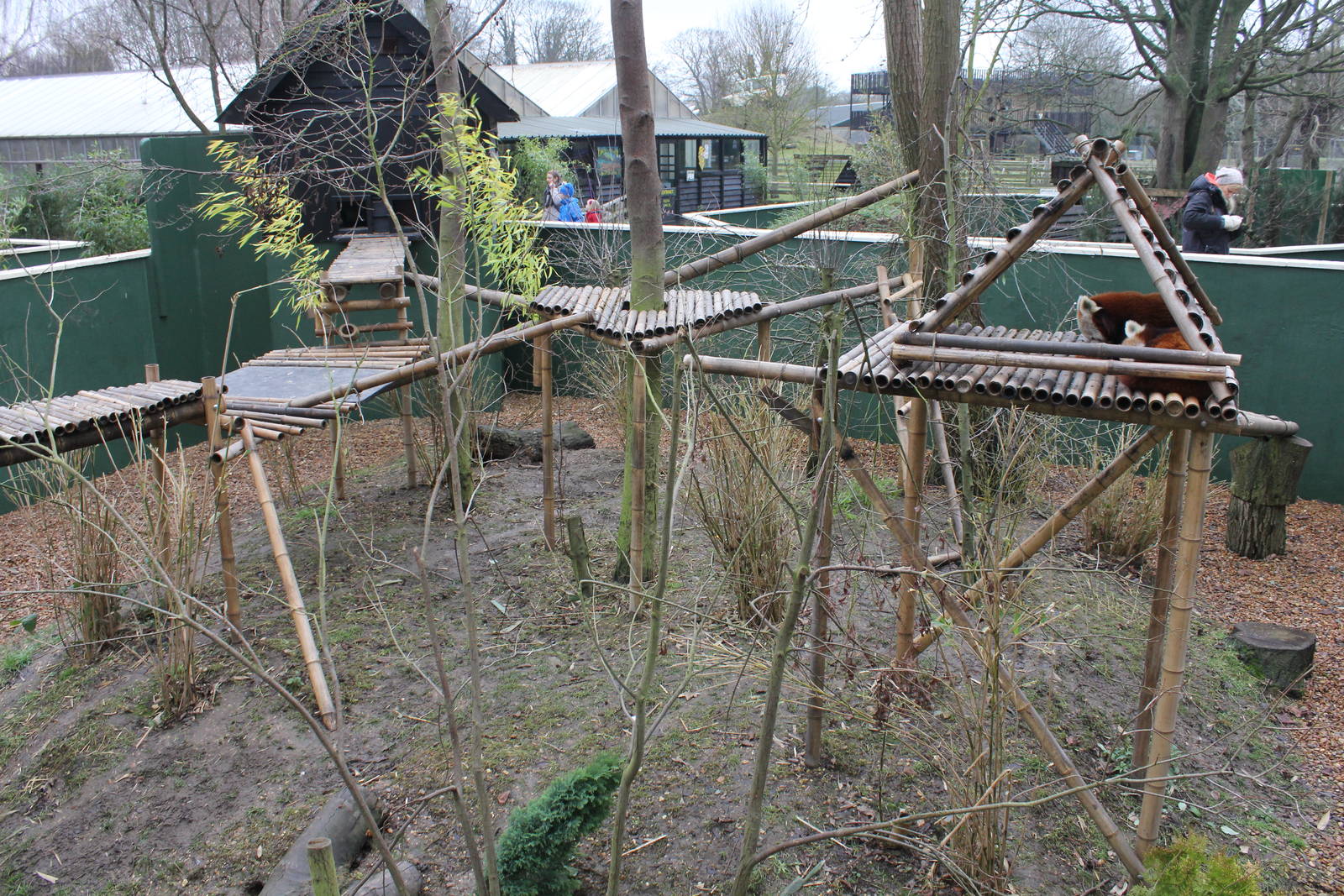 Newly created Red Panda exhibit 1-1-15