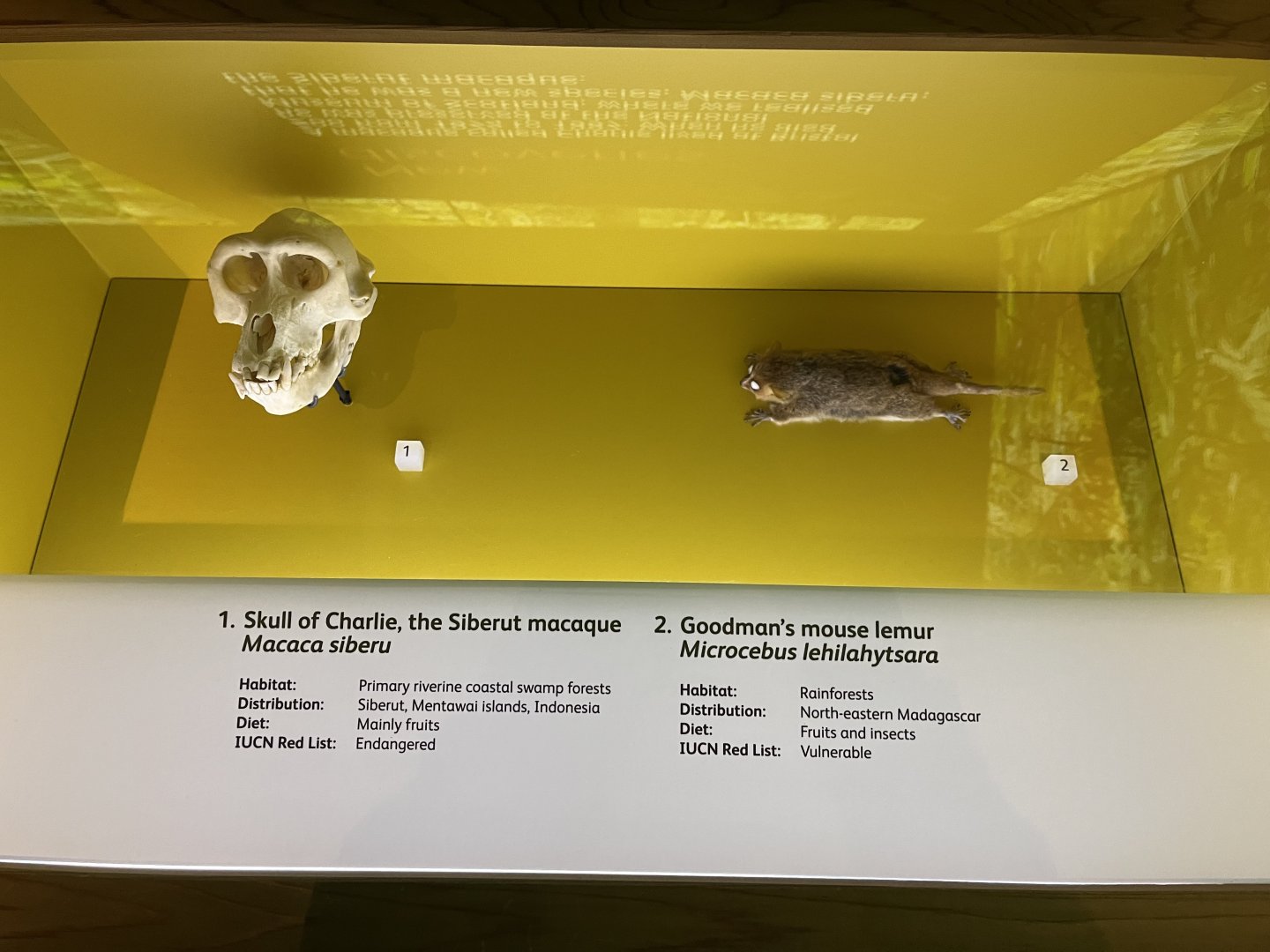 Newly discovered primate species display 1.8.25