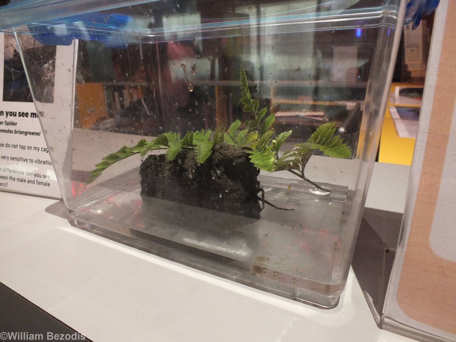 Newly Discovered Water Spider Enclosure - Queensland Museum