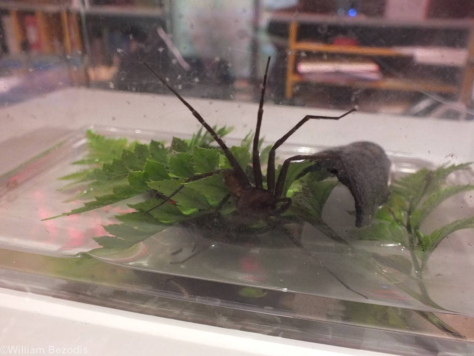 Newly Discovered Water Spider - Queensland Museum