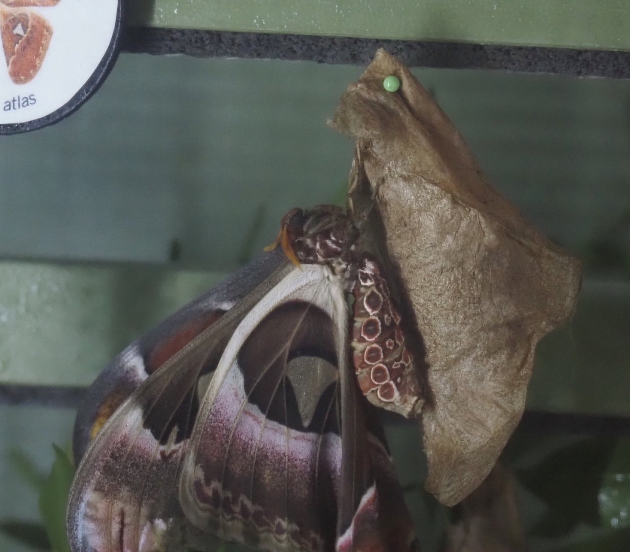 Newly emerged Atlas moths (Attacus atlas), 2025-05-14