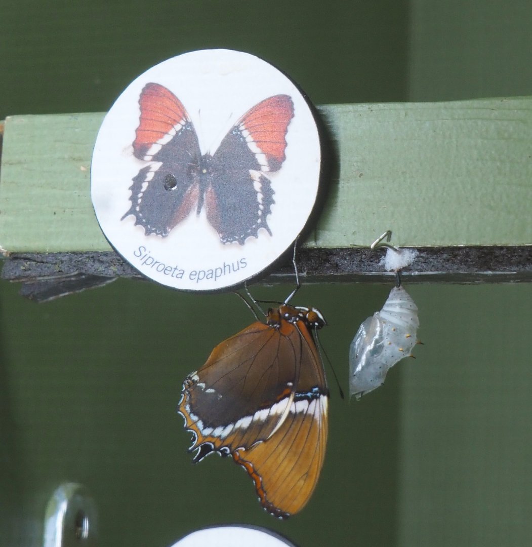 Newly emerged Rusty-tipped page or Chocolate malachite (Siproeta epaphus), 2021-06-12