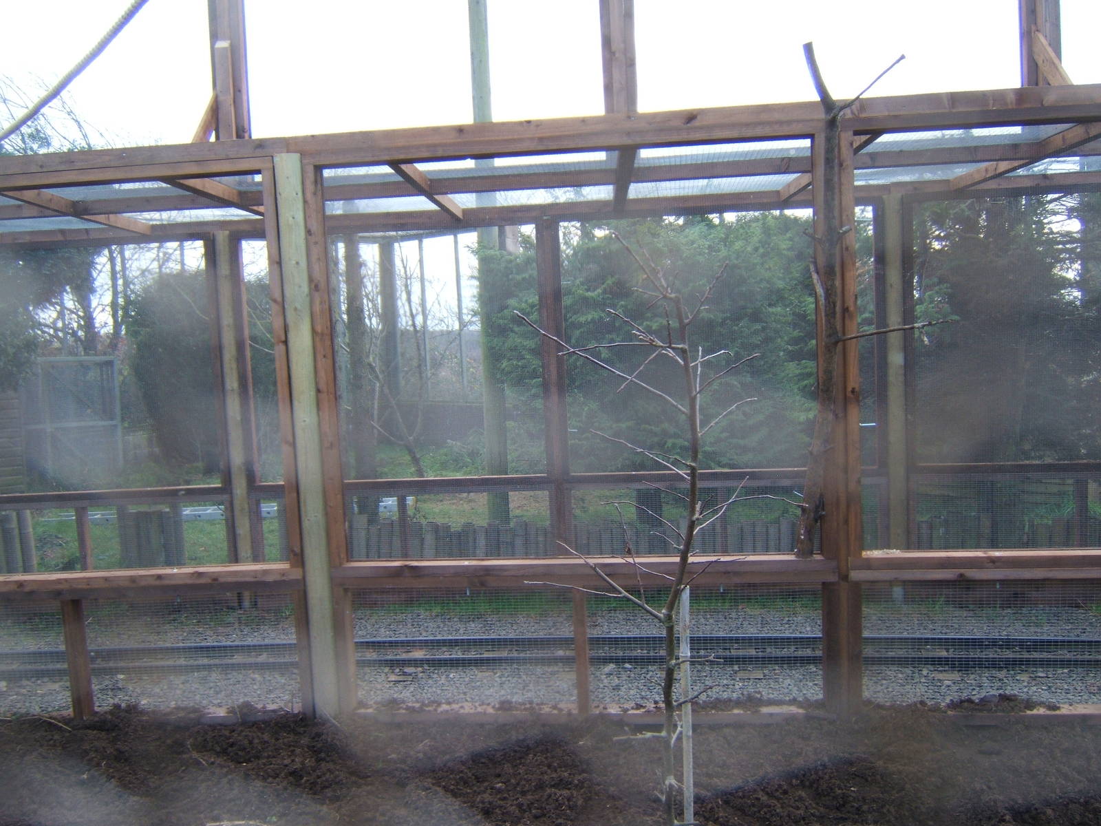 Newly enclosed Railway through Aviary in Pets @ Twycross
