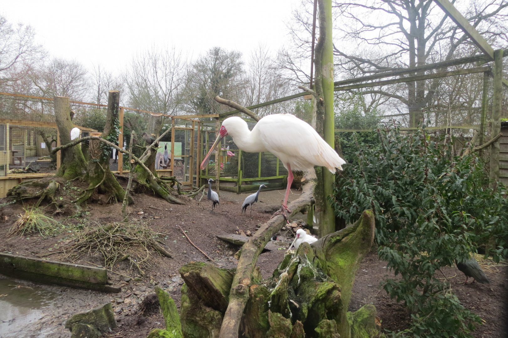 Newly extended central aviary 170219