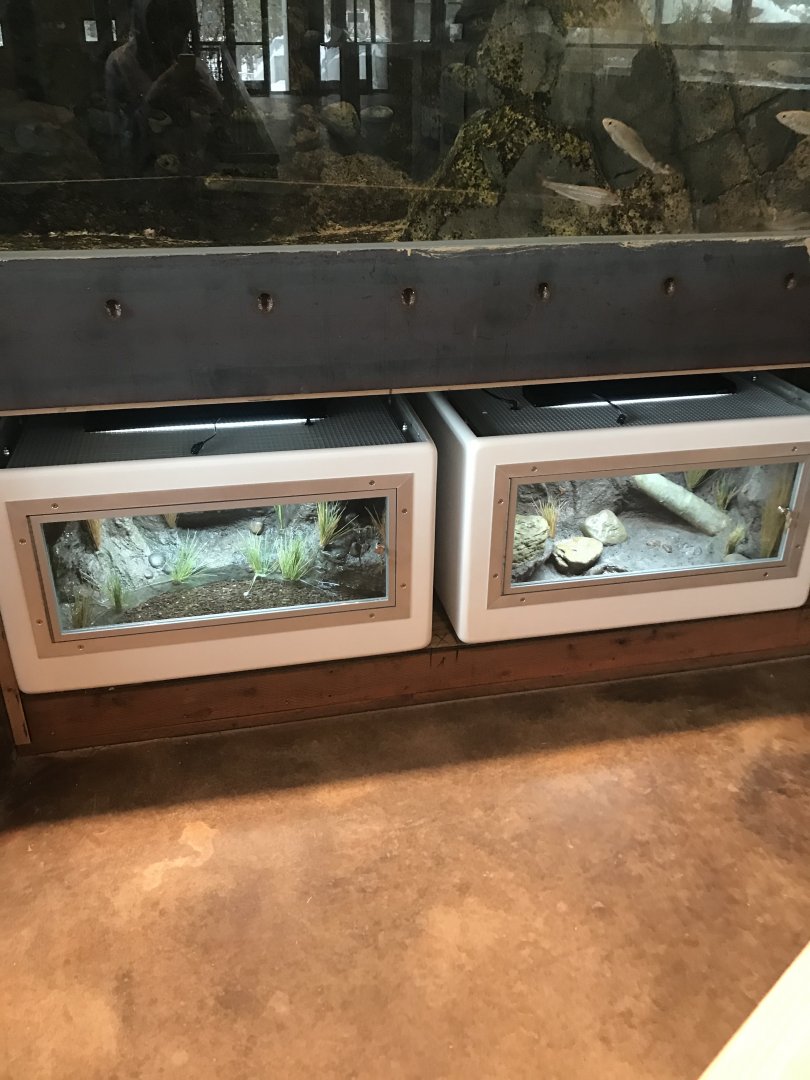 Newly finished Reptile and Amphibian exhibit