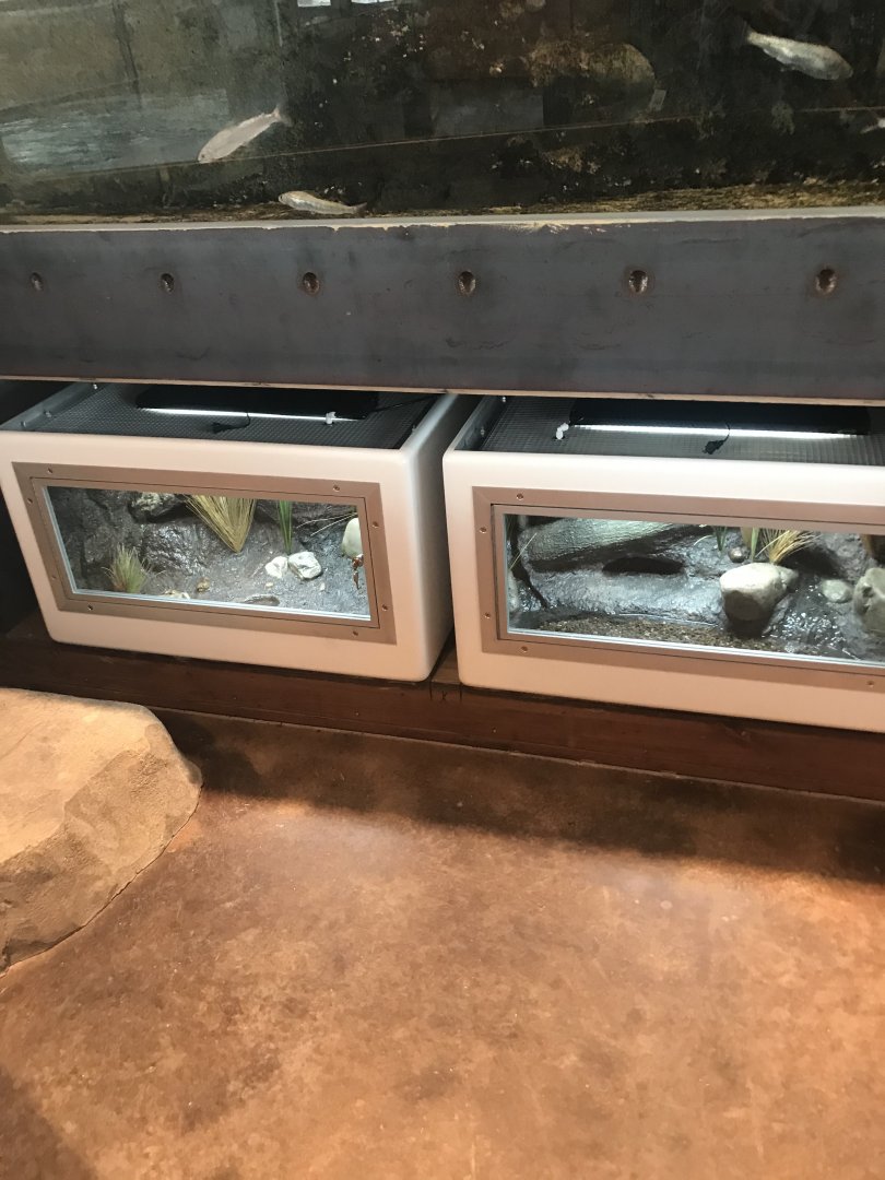 Newly finished reptile and amphibian exhibits