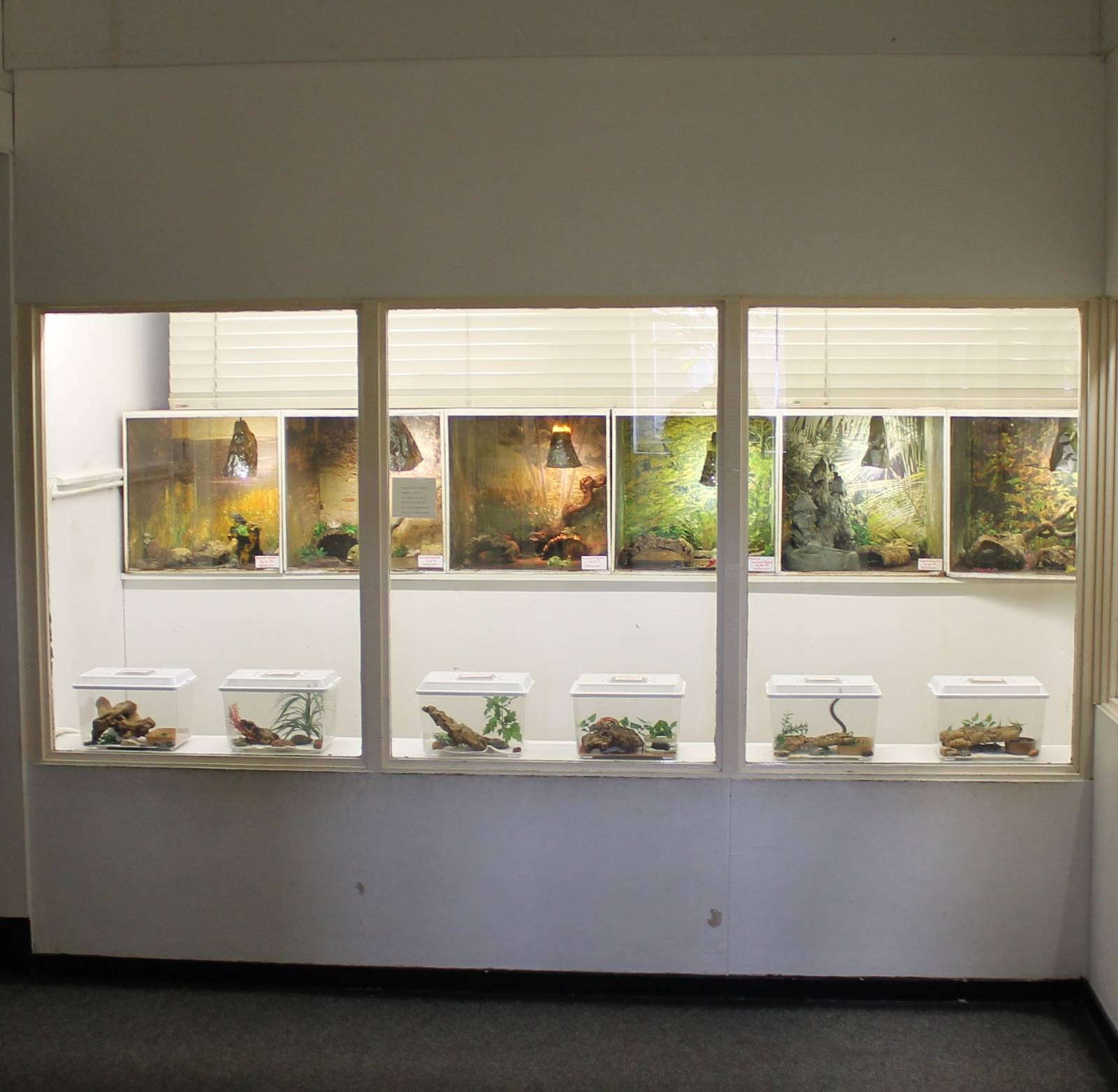 Newly hatched / born herps