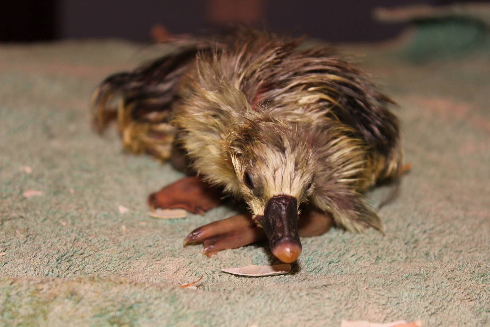 Newly hatched Chinese Gosling