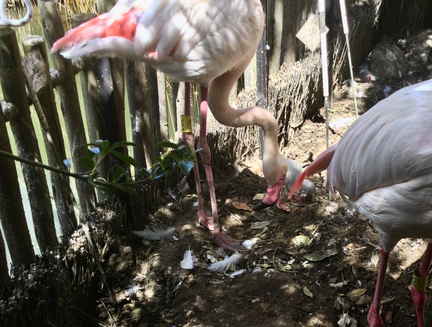 Newly Hatched Greater Flamingo Chick