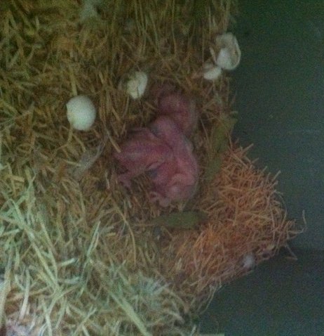 Newly hatched Major Mitchell Cockatoo chicks at Moonlit Sanctuary