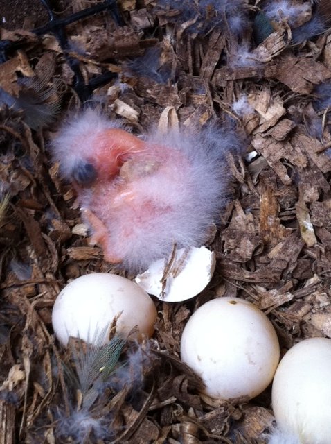 Newly hatched orange bellied parrot chick