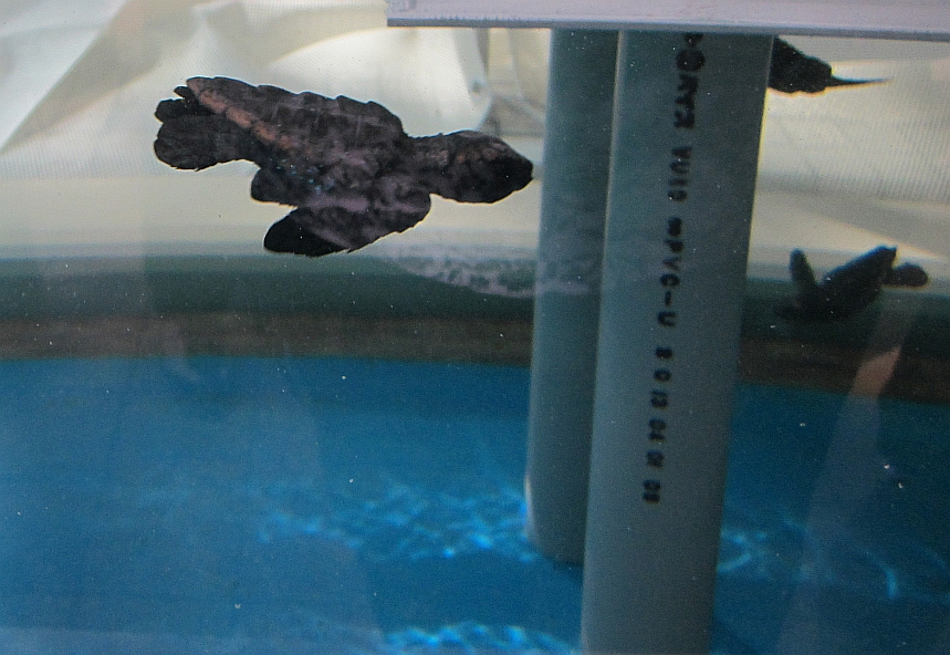 Newly hatched sea turtles