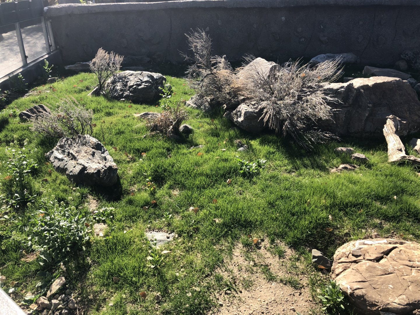 Newly improved Uinta Ground Squirrel Exhibit