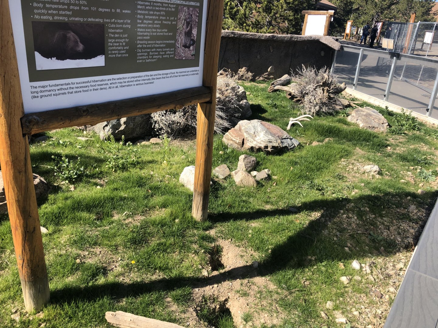 Newly improved Uinta Ground Squirrel Exhibit