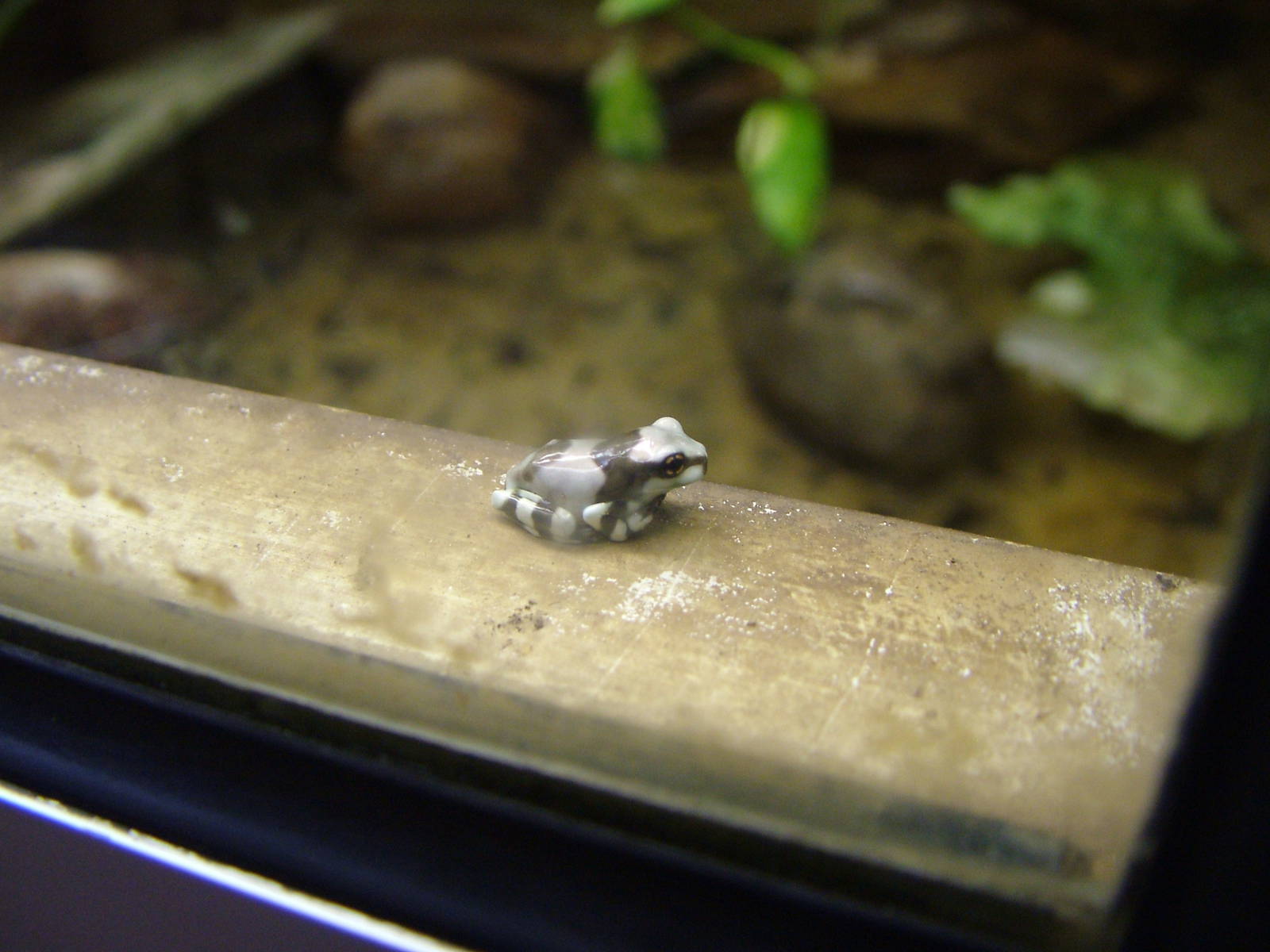 Newly-metamorphosed Mission Golden-eyed Tree Frog at Tierpark Berlin, 30/08
