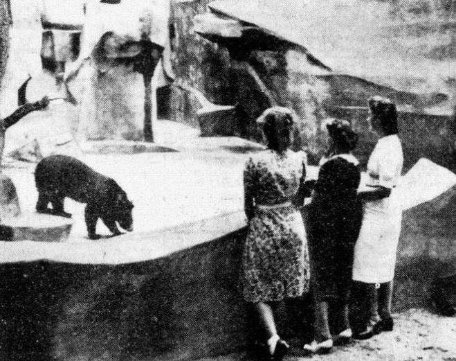Newly opened bear enclosure 1940