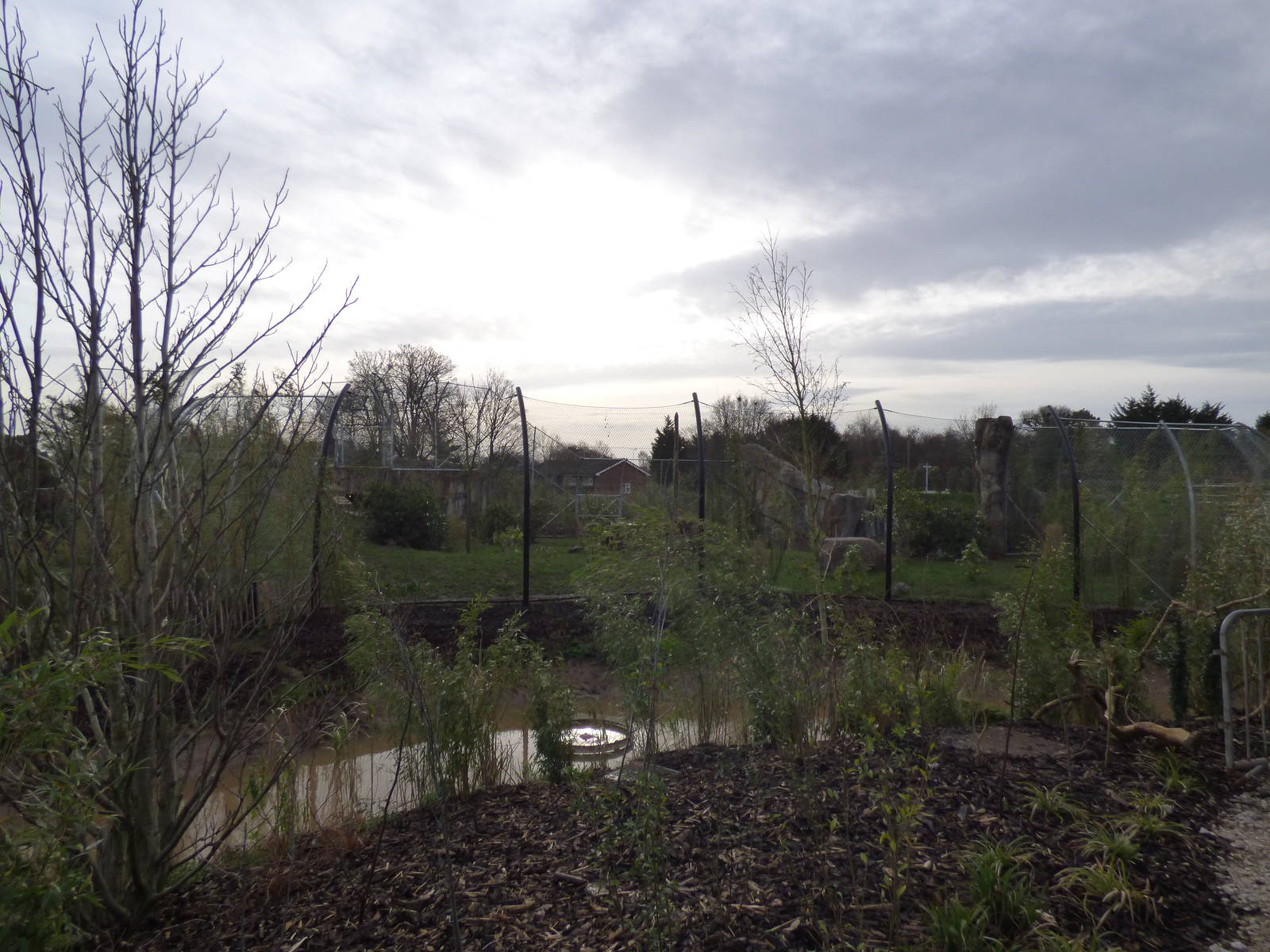 Newly painted mesh fence for Sumatran Tigers