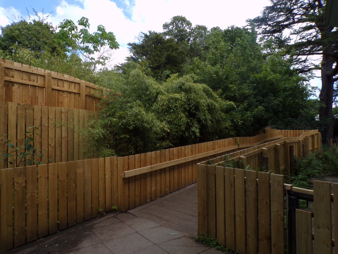 Newly redone boardwalk out of Budongo Trail 18.7.25