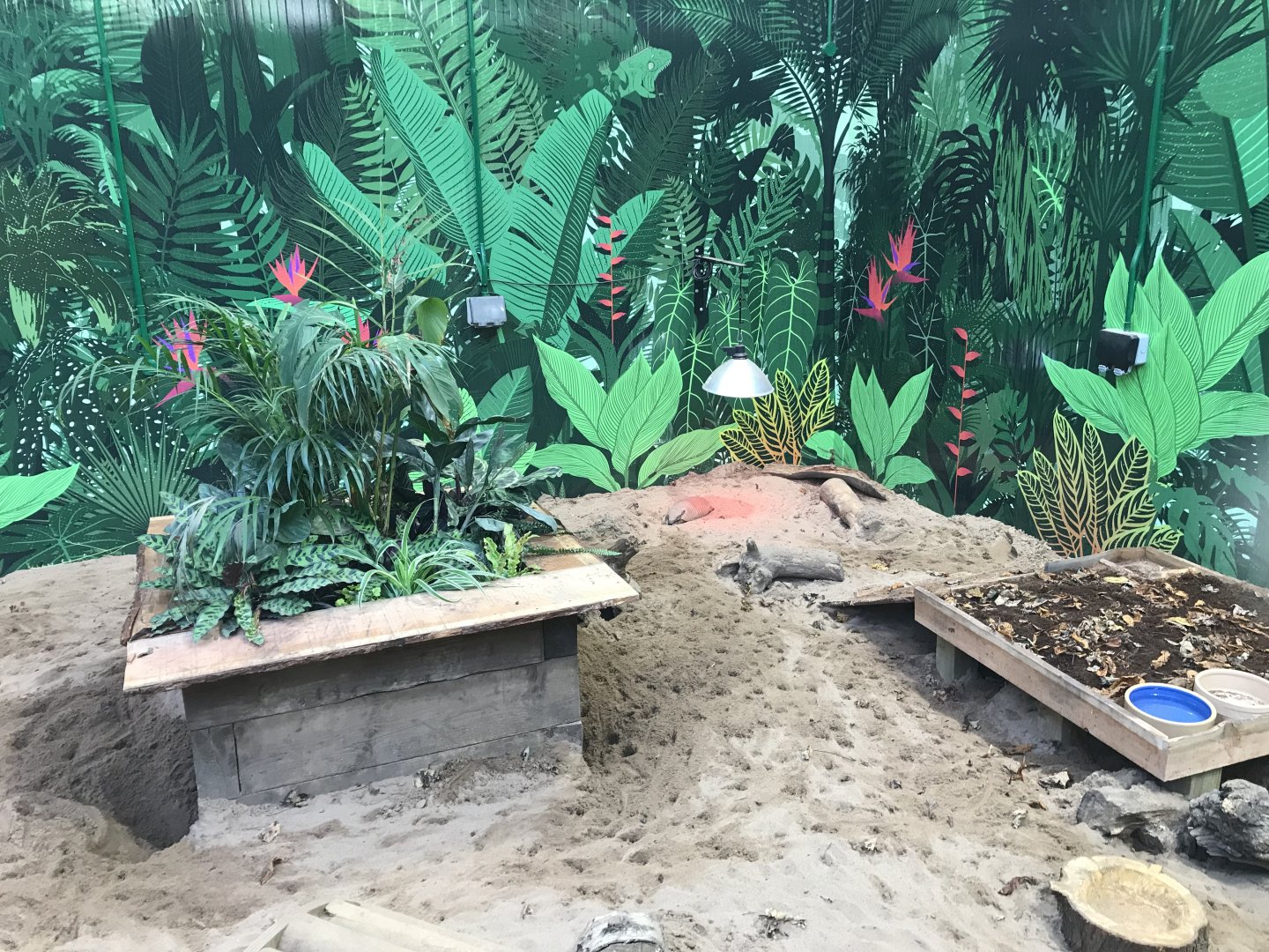 Newly refurbished armadillo enclosure