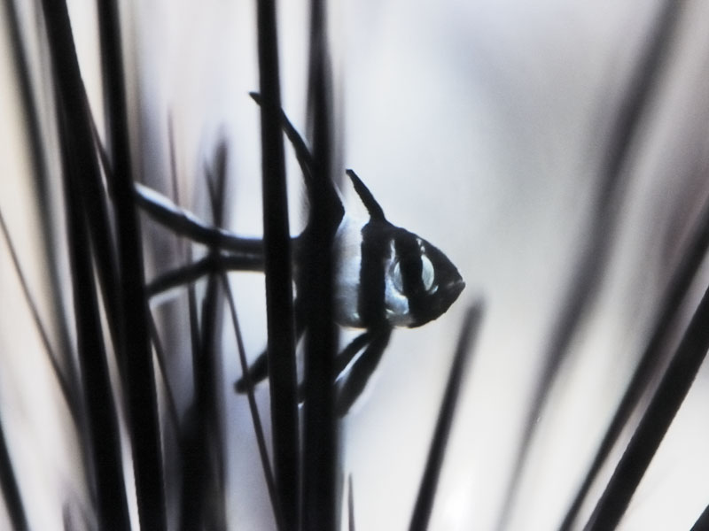 Newly released Banggai cardinal fry among sea urchin spines
