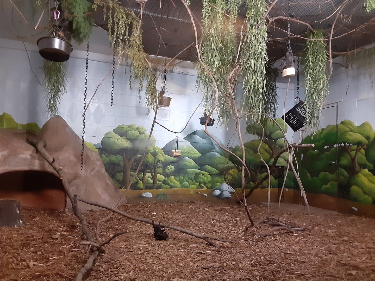 Newly Renovated Fruit Bat Exhibit