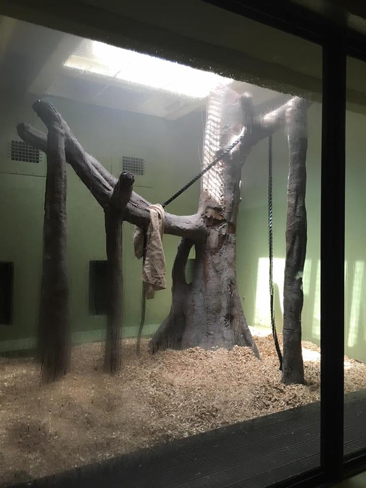 Newly Renovated Orangutan Forest