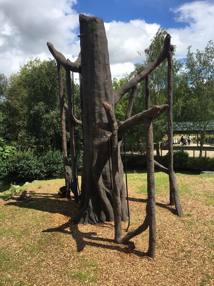 Newly Renovated Orangutan Forest