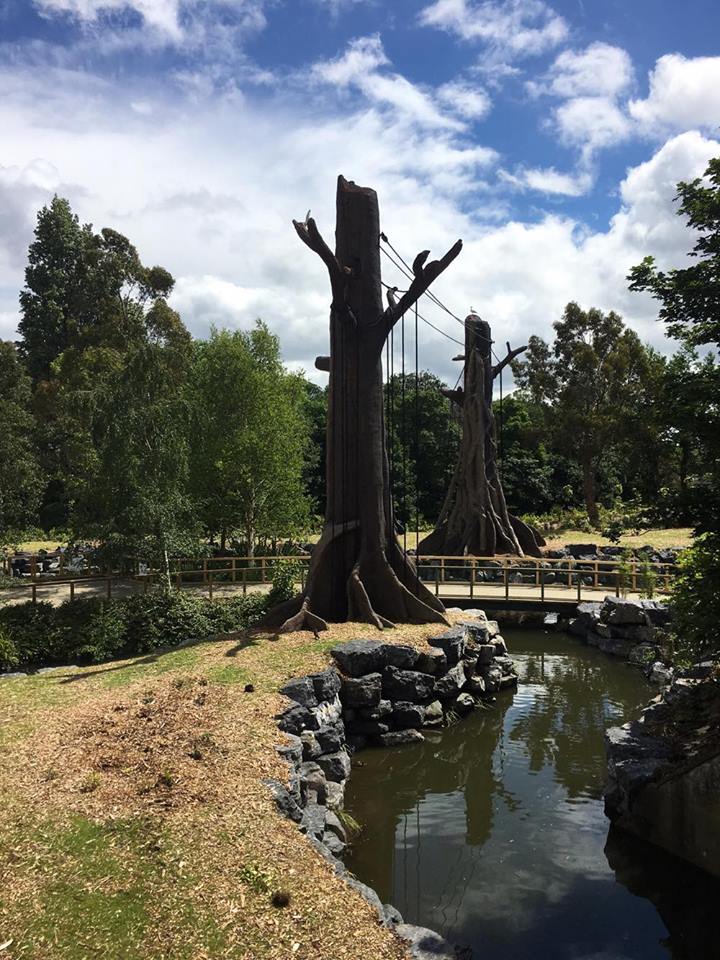 Newly Renovated Orangutan Forest