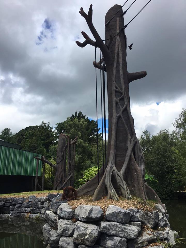 Newly Renovated Orangutan Forest