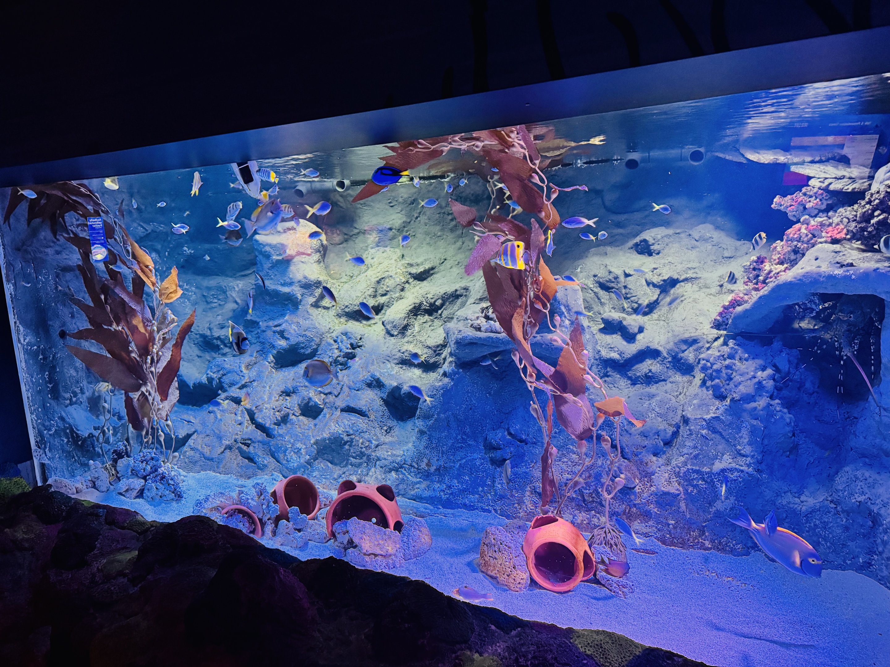 Newly restocked tank