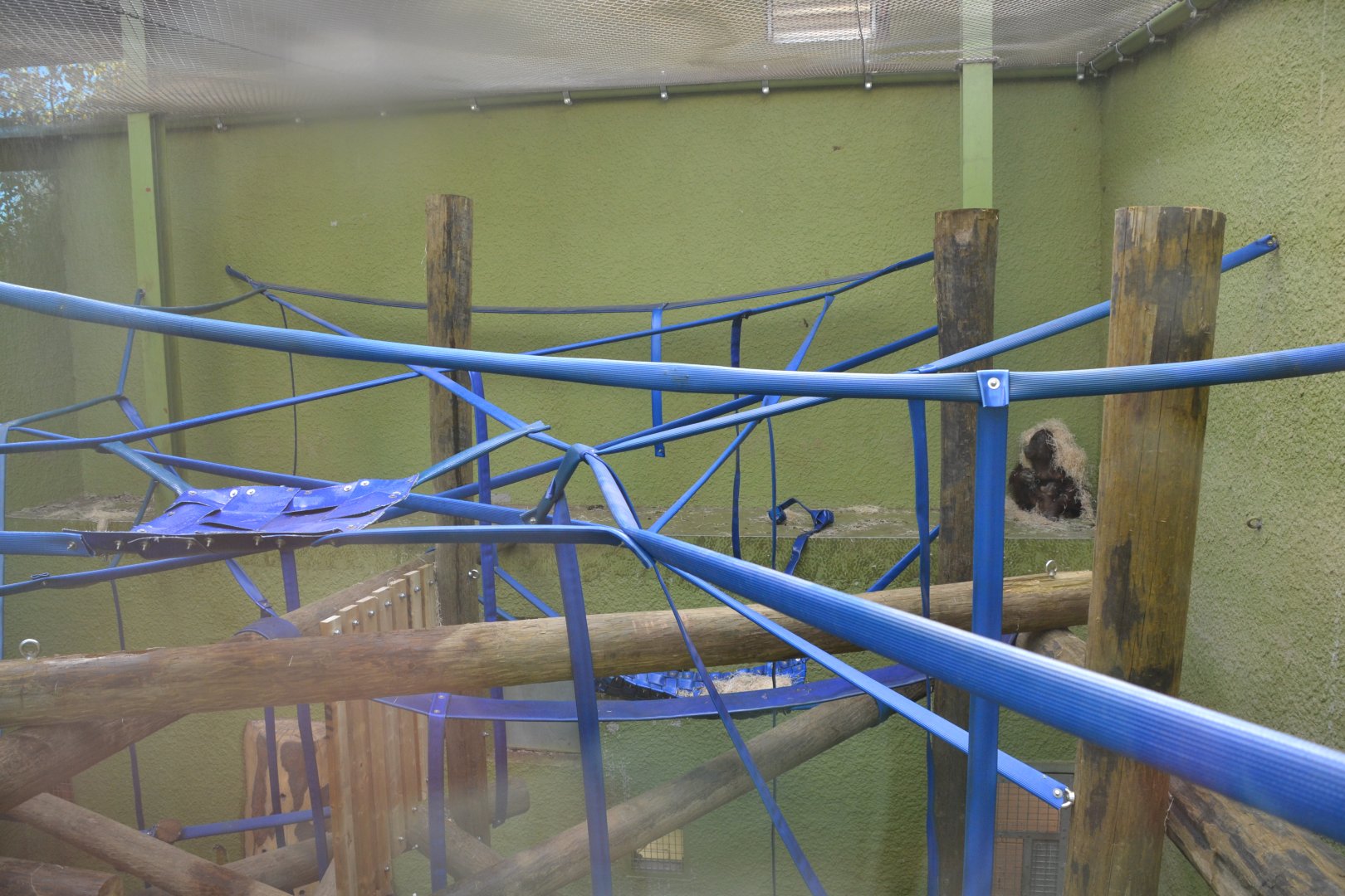 Newly revamped Orangutan exhibit