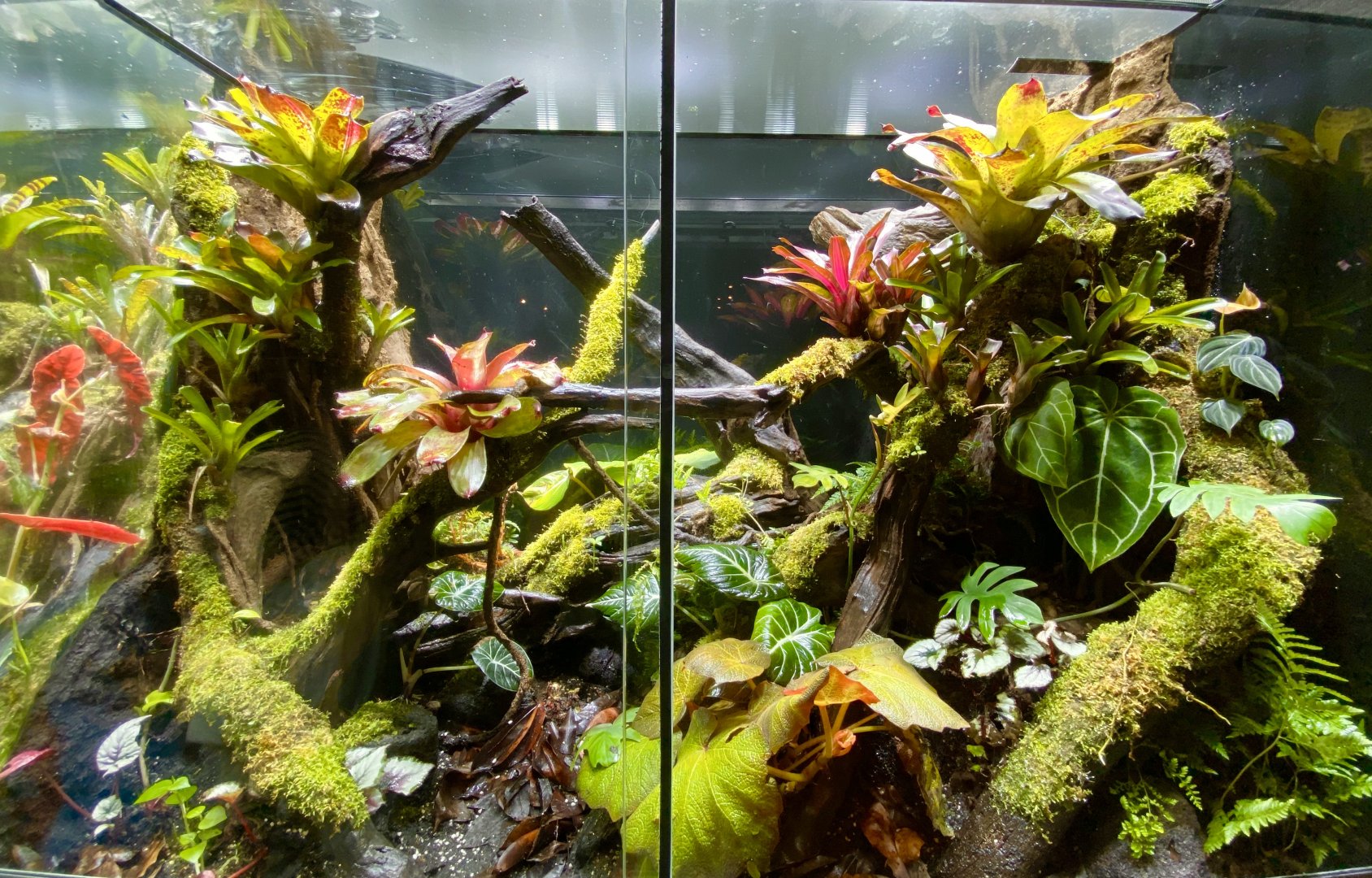 Newly Scaped Vivariums