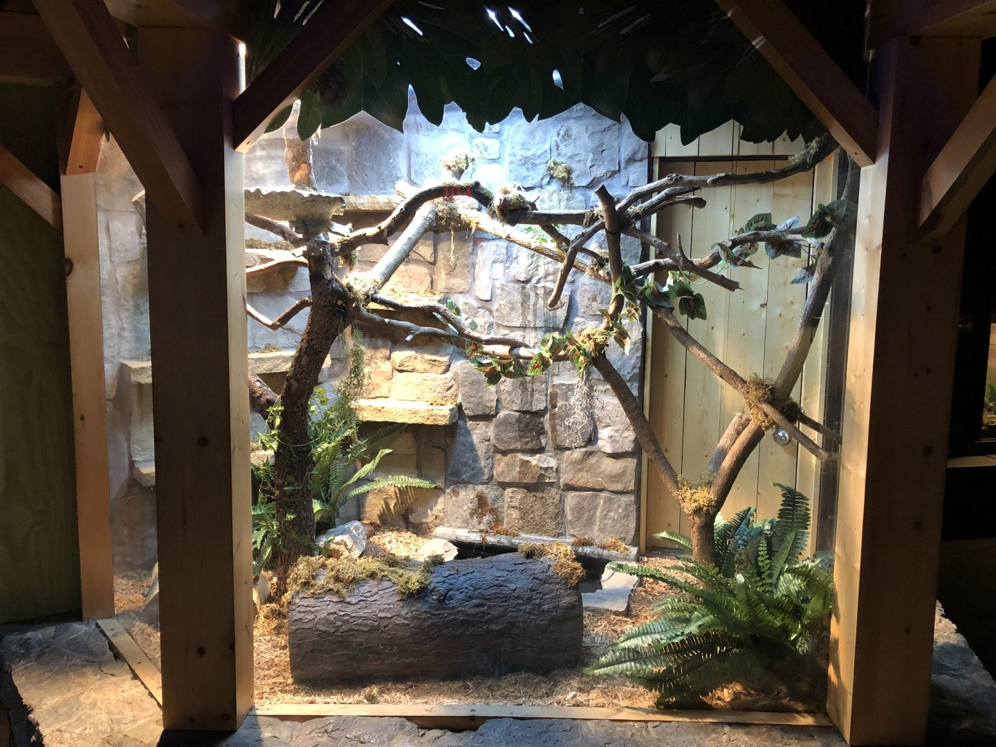Newly updated Black Rat Snake exhibit