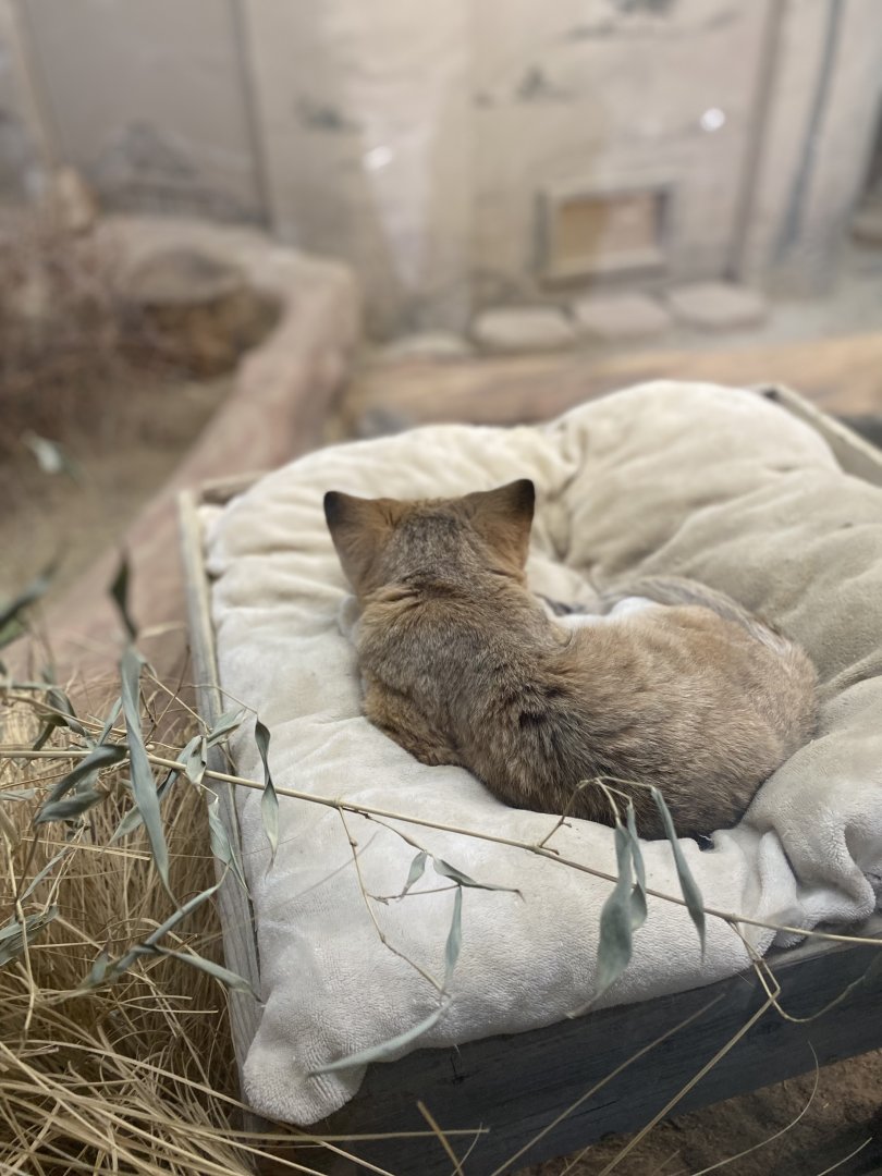 Newman the Sand Cat (or just his back)!
