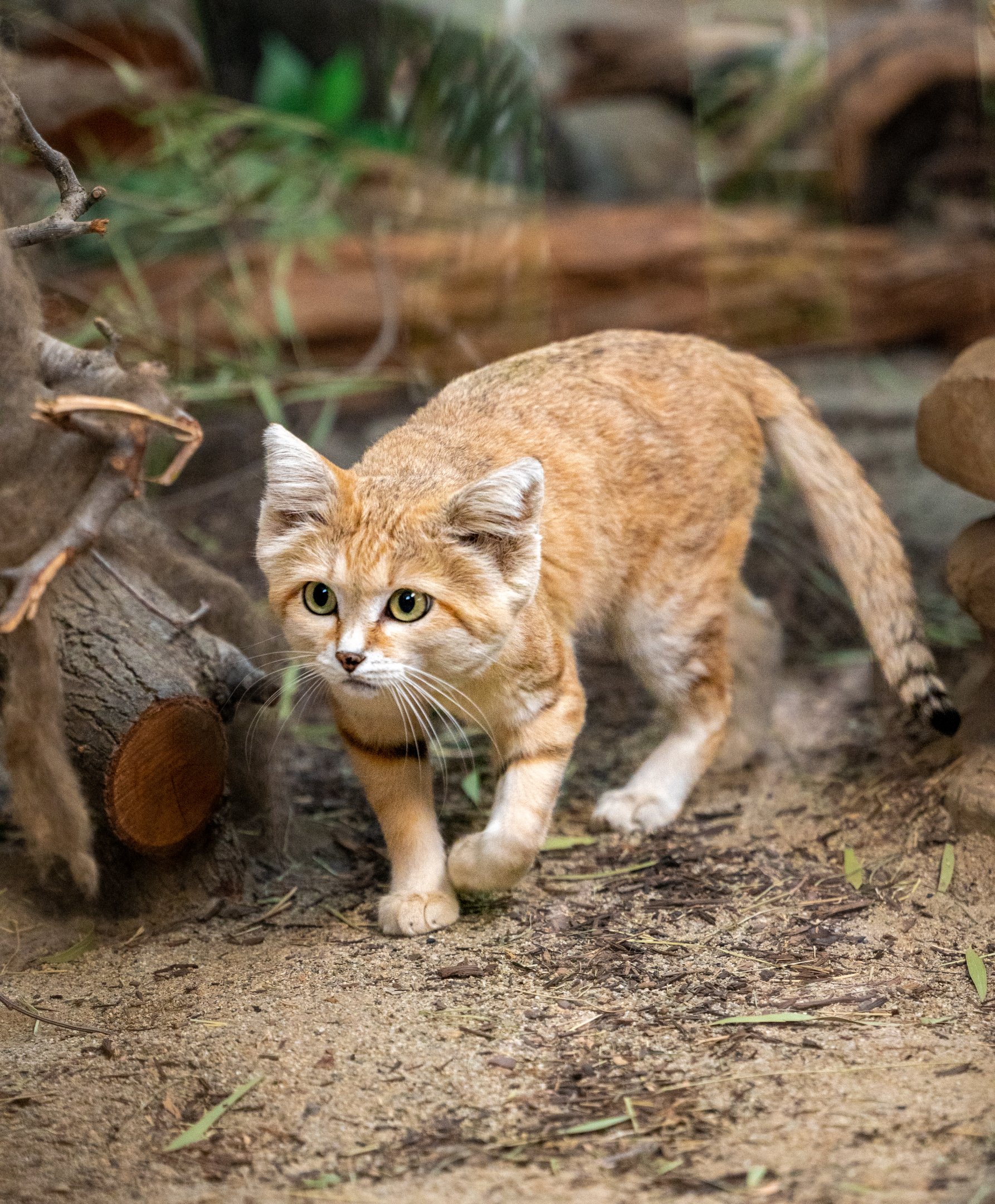 Newman the Sand Cat