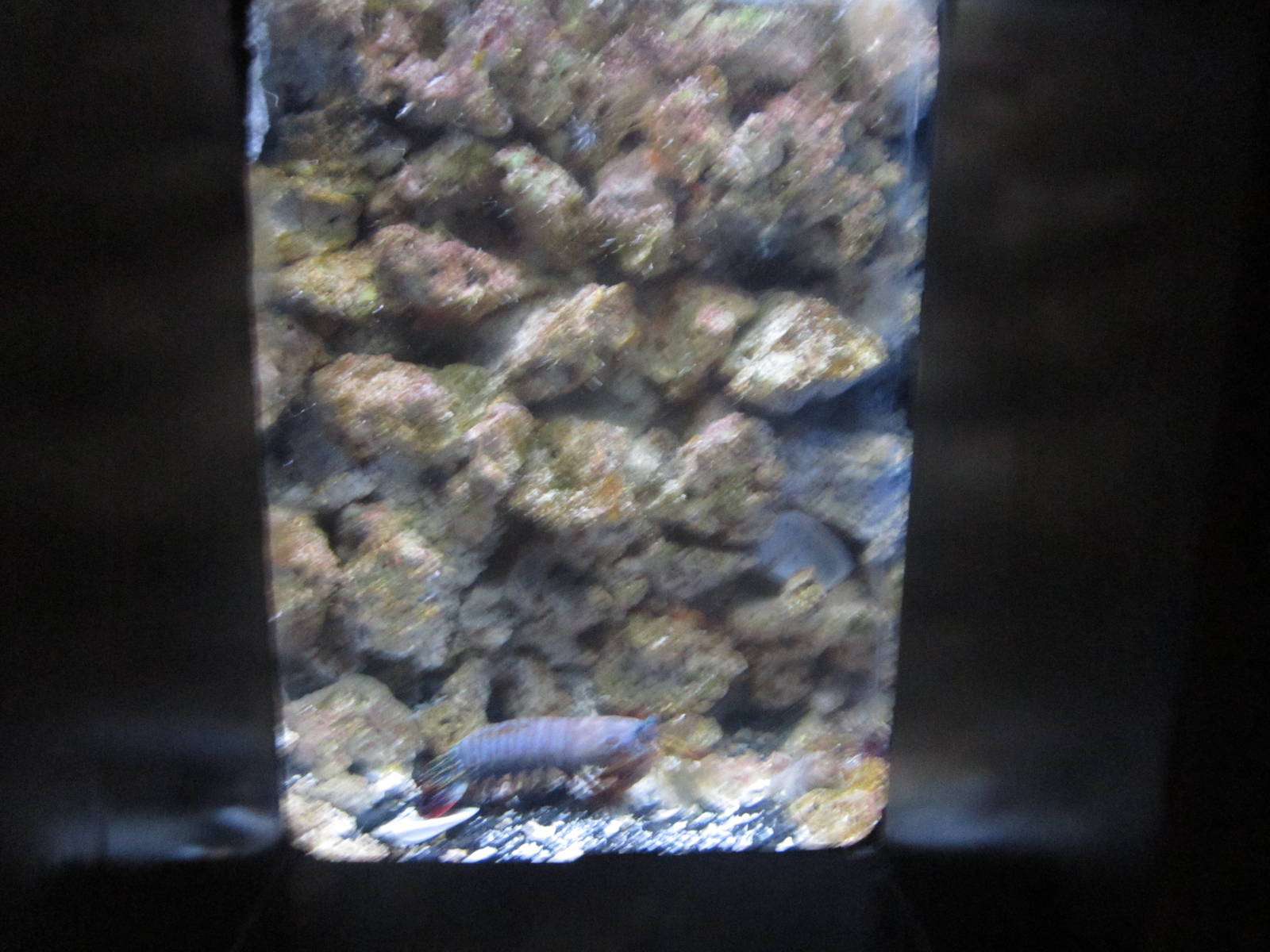 Newport Aquarium-Lobster?