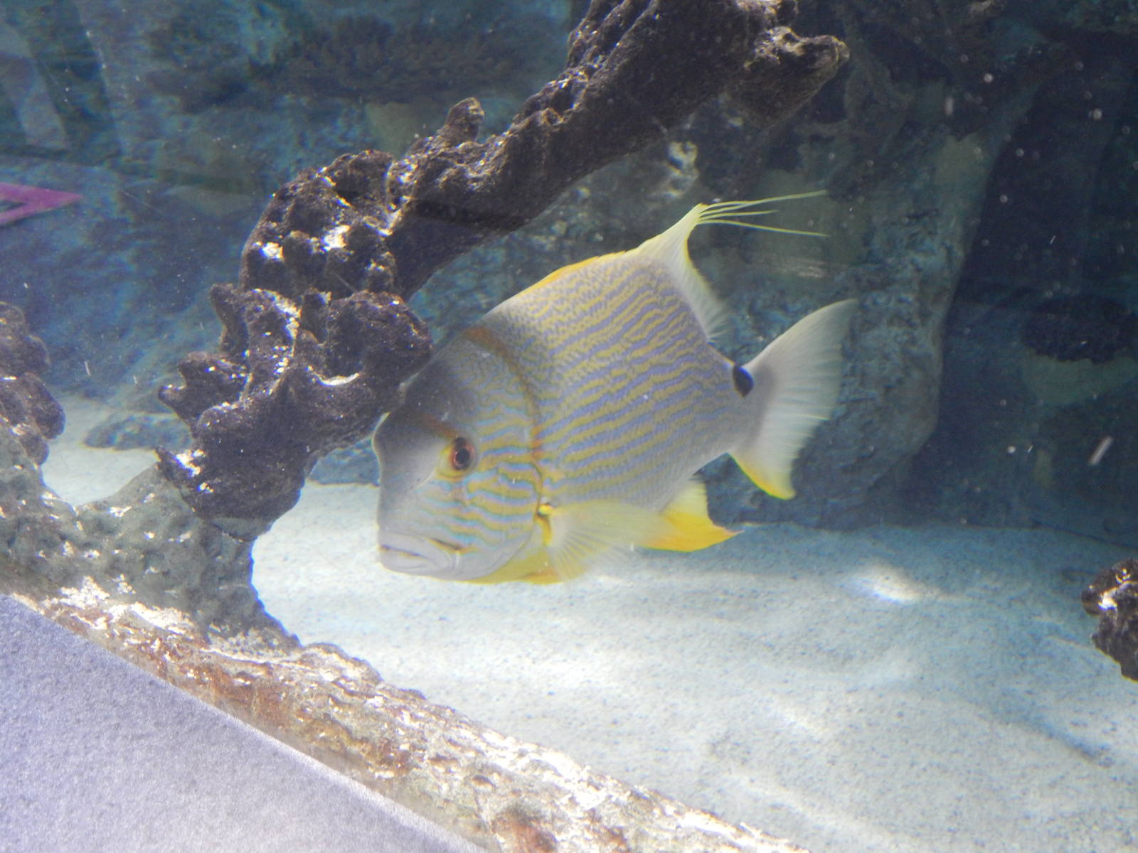 Newport Aquarium - Parrotfish?