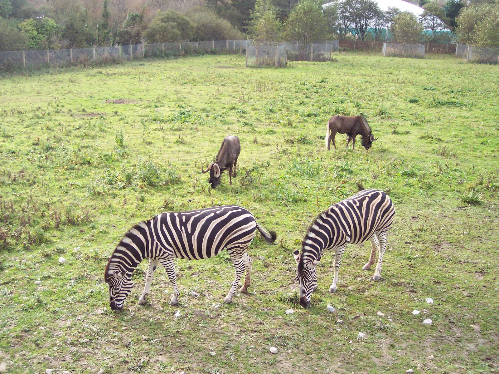 Newquay Zoo Pictures 020