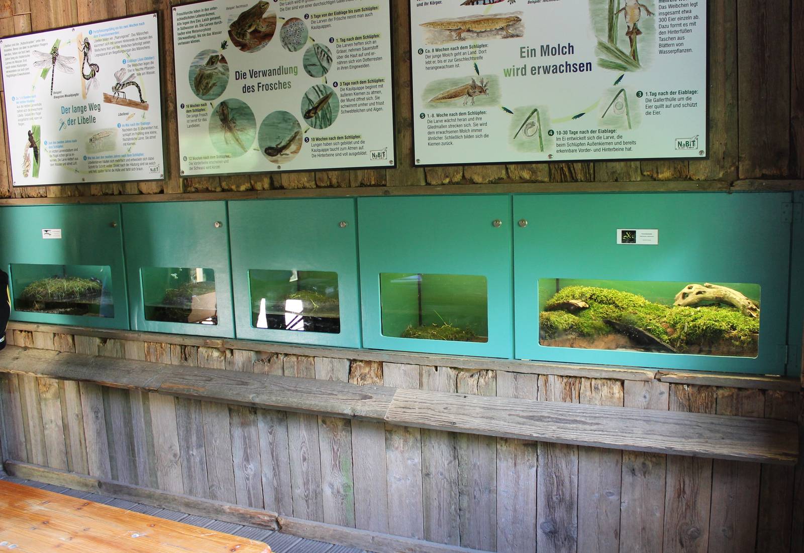 Newt and Salamander enclosures