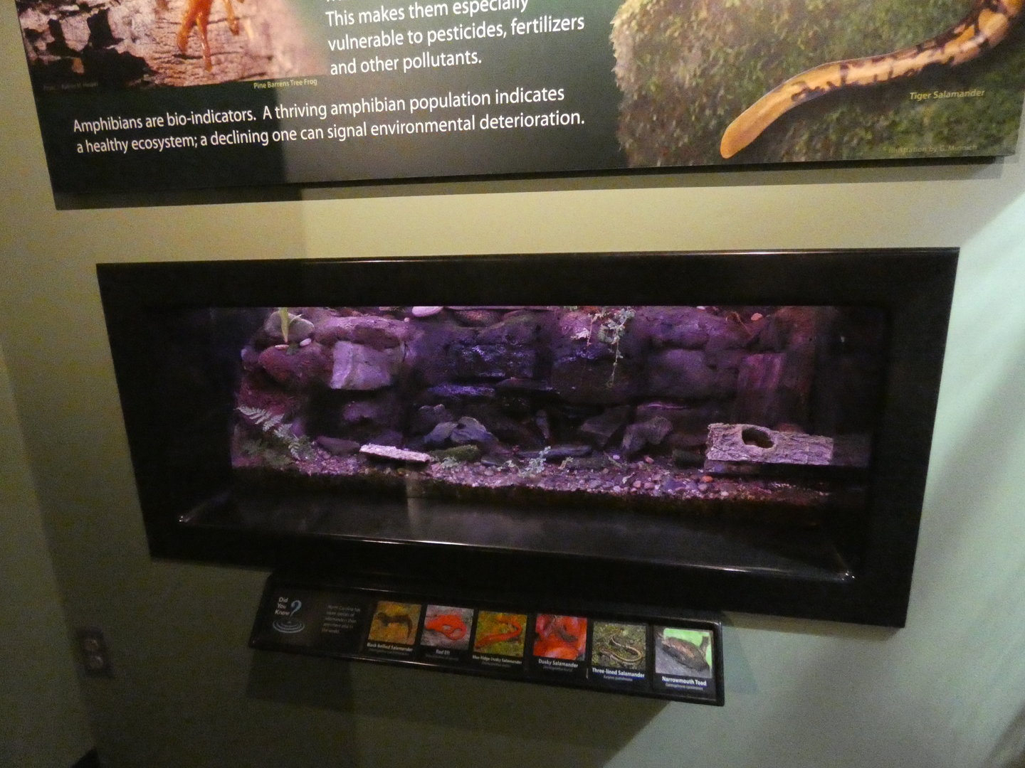 Newt and Salamander Tank