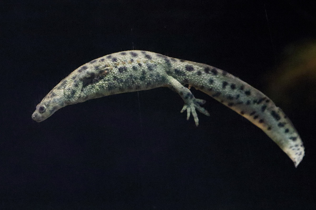 Newt ID - Berlin Aquarium