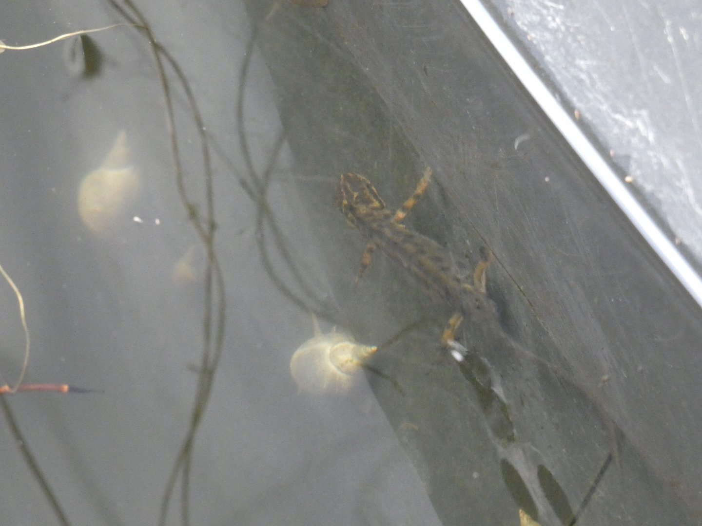 Newt in Pallas' cat enclosure moat
