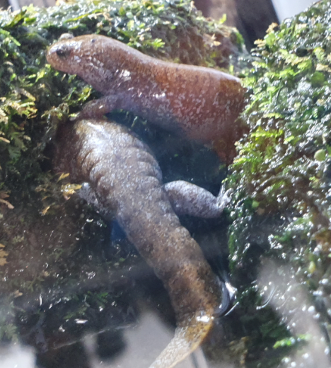 Newt/Salamander ID?