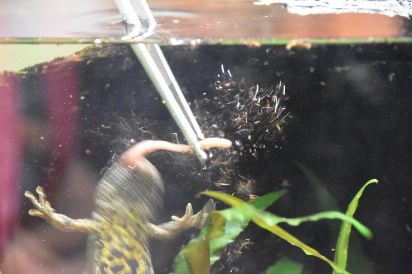 Newt snatching a grub